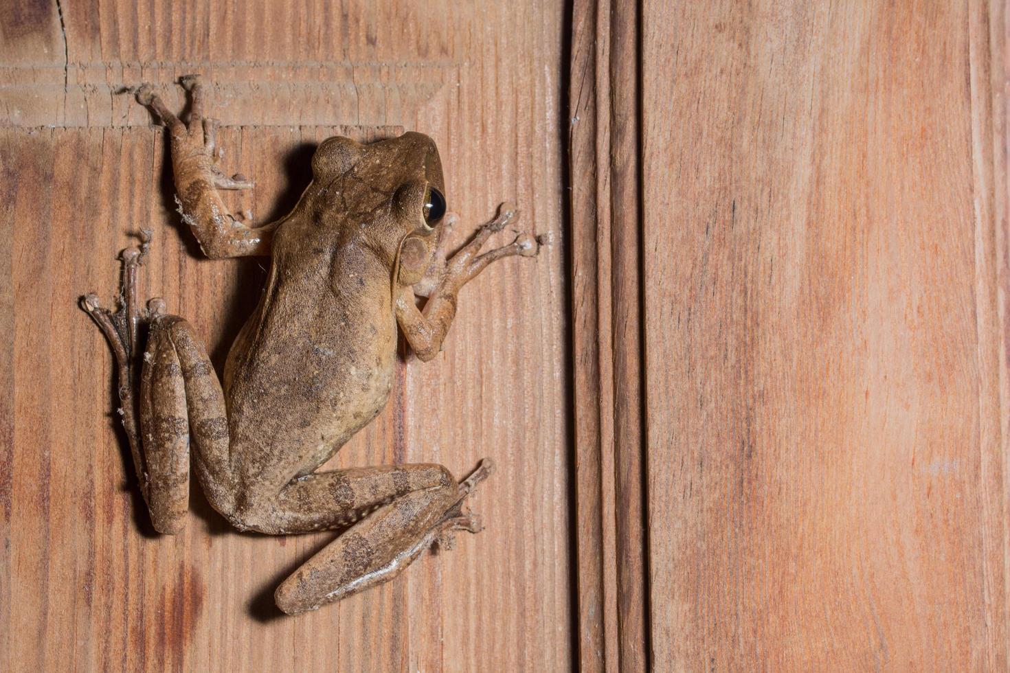 polypedates leukomystax på träbakgrund foto