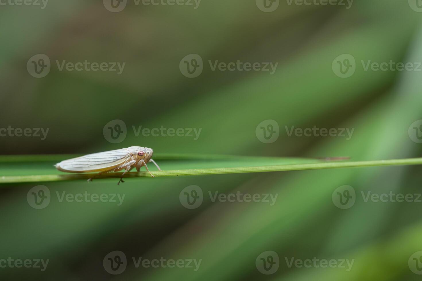 leafhopper på en växt foto