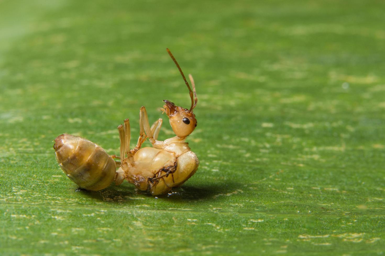myra på ett blad foto