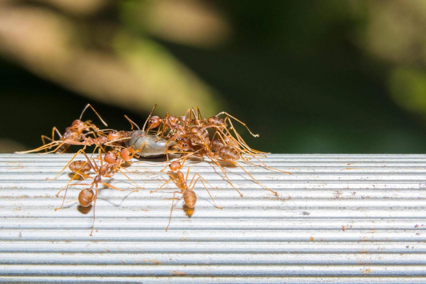 grupp röda myror foto