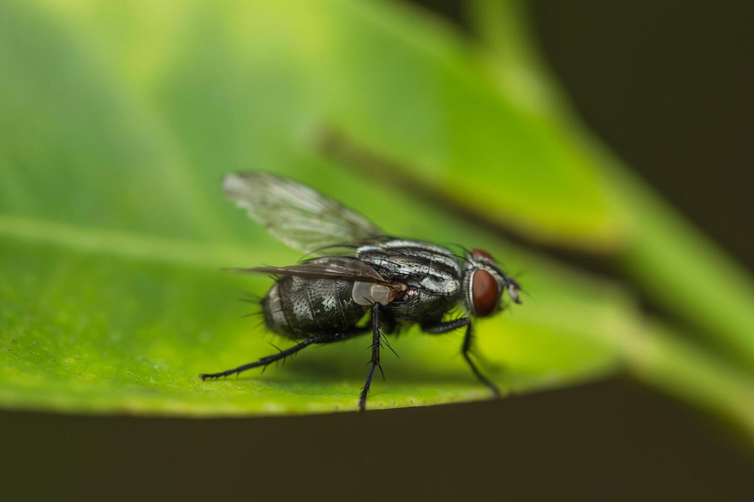 flyga på ett blad foto