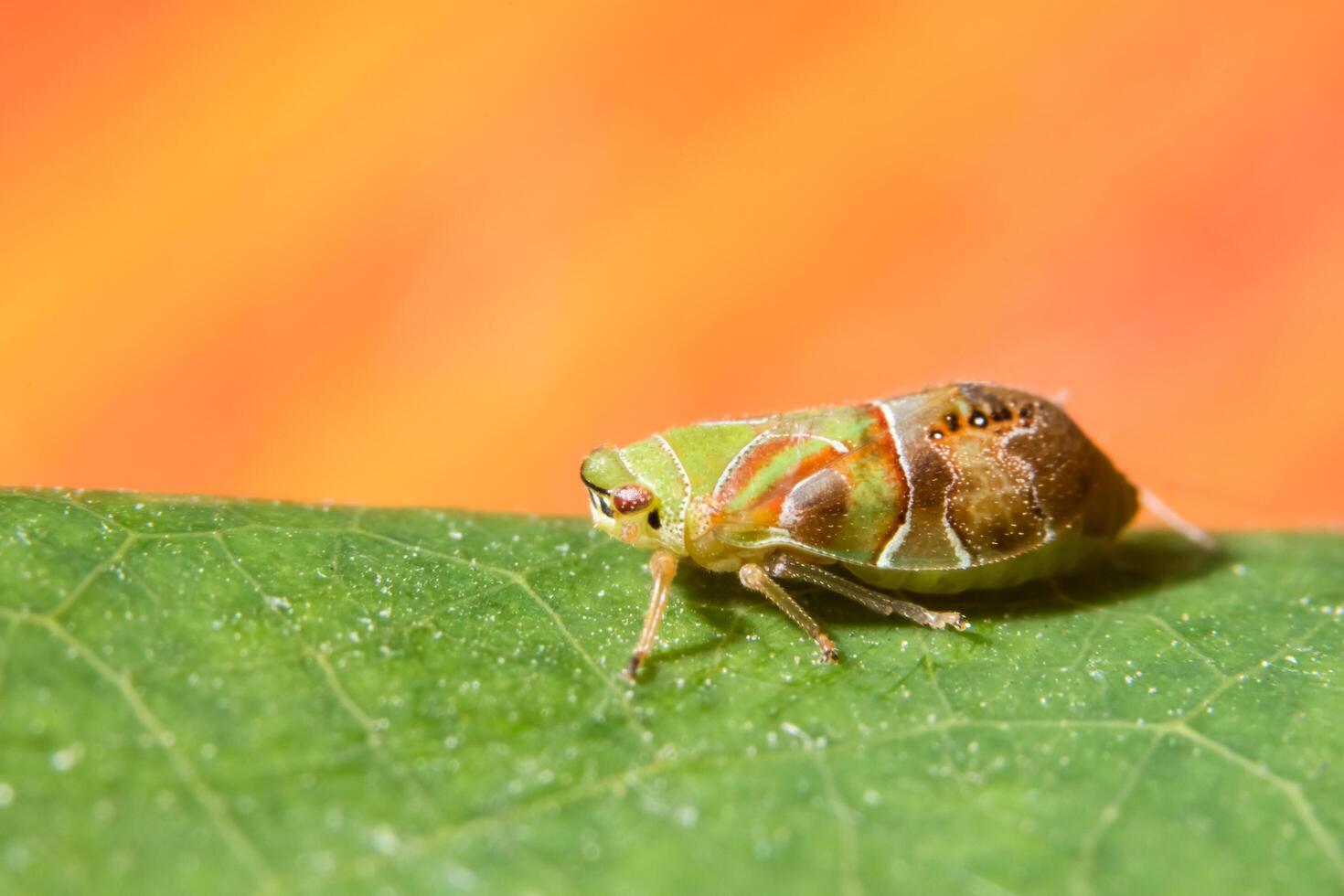 leafhopper på ett blad foto