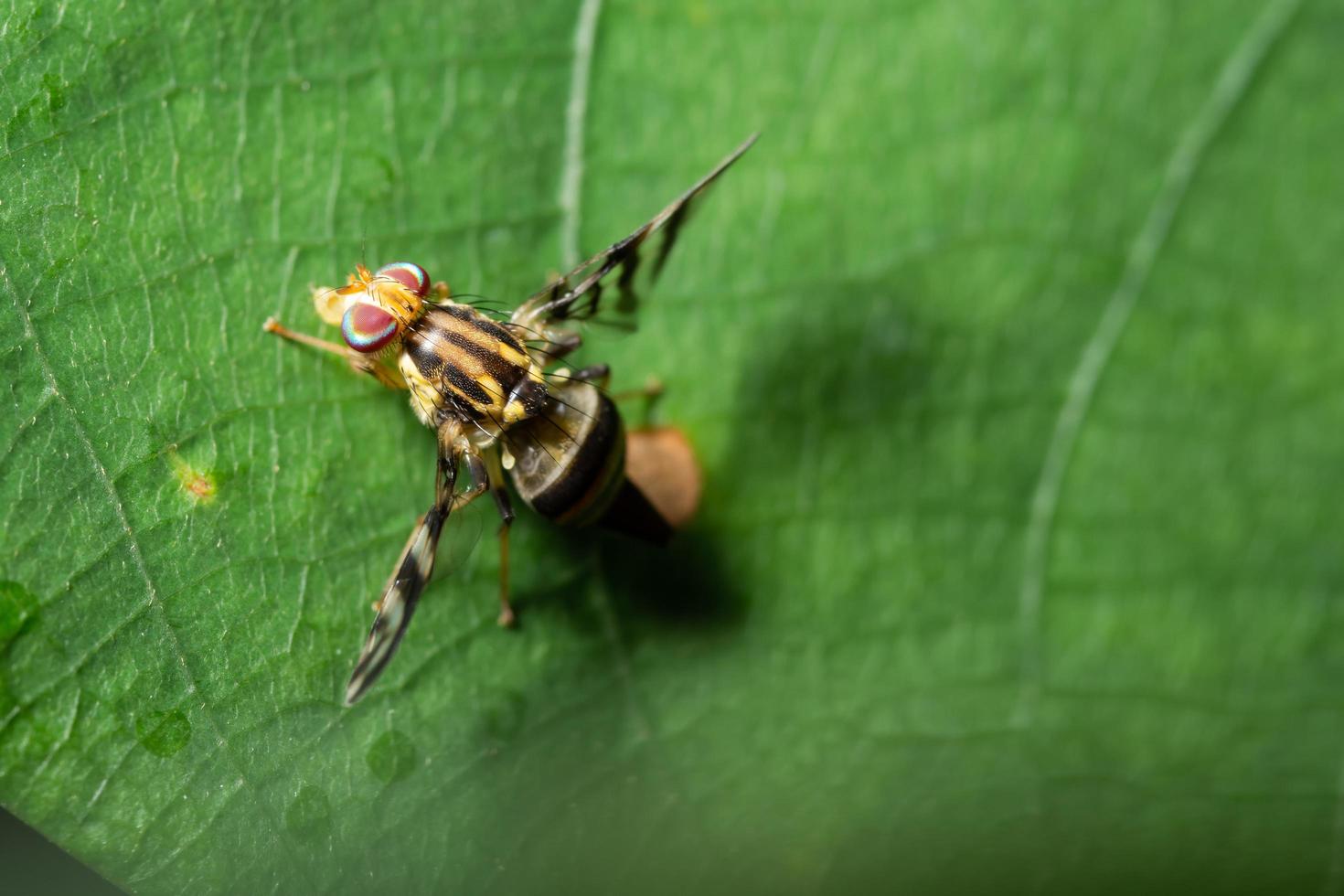 fruktfluga på ett blad foto