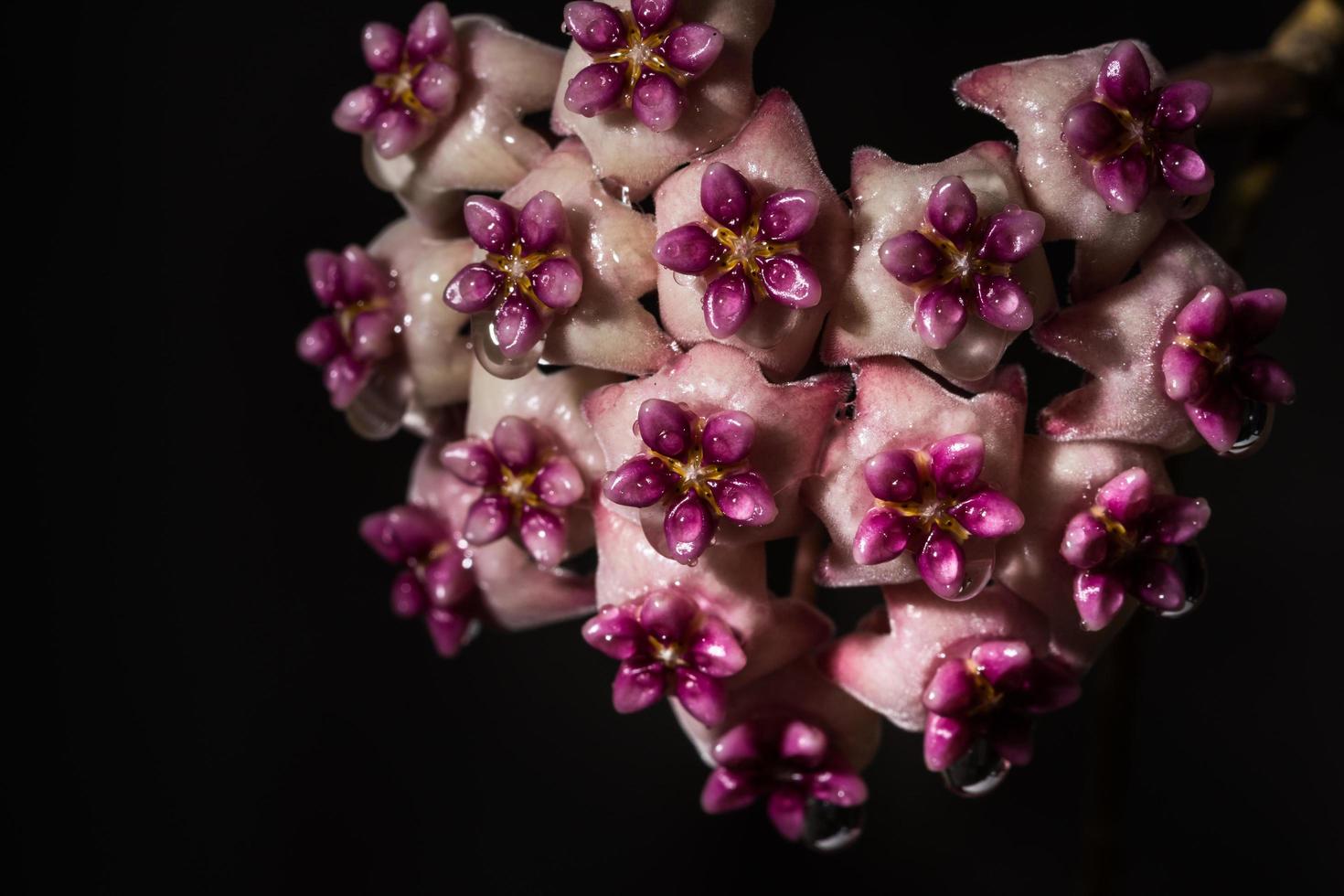 hoya blomma på svart bakgrund foto