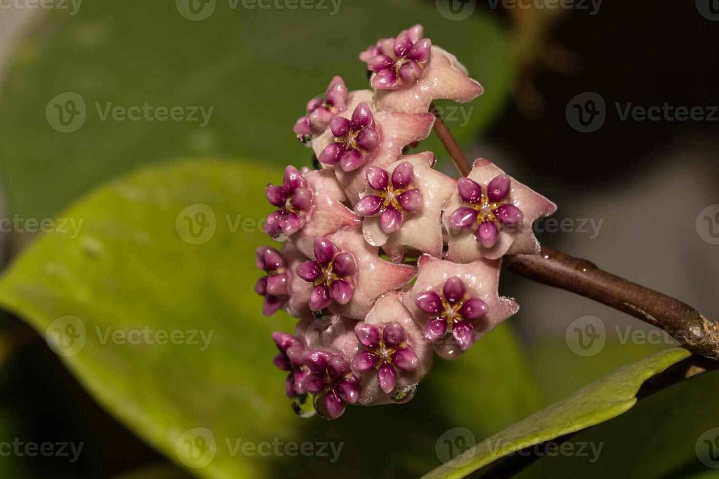 hoya blomma på svart bakgrund foto