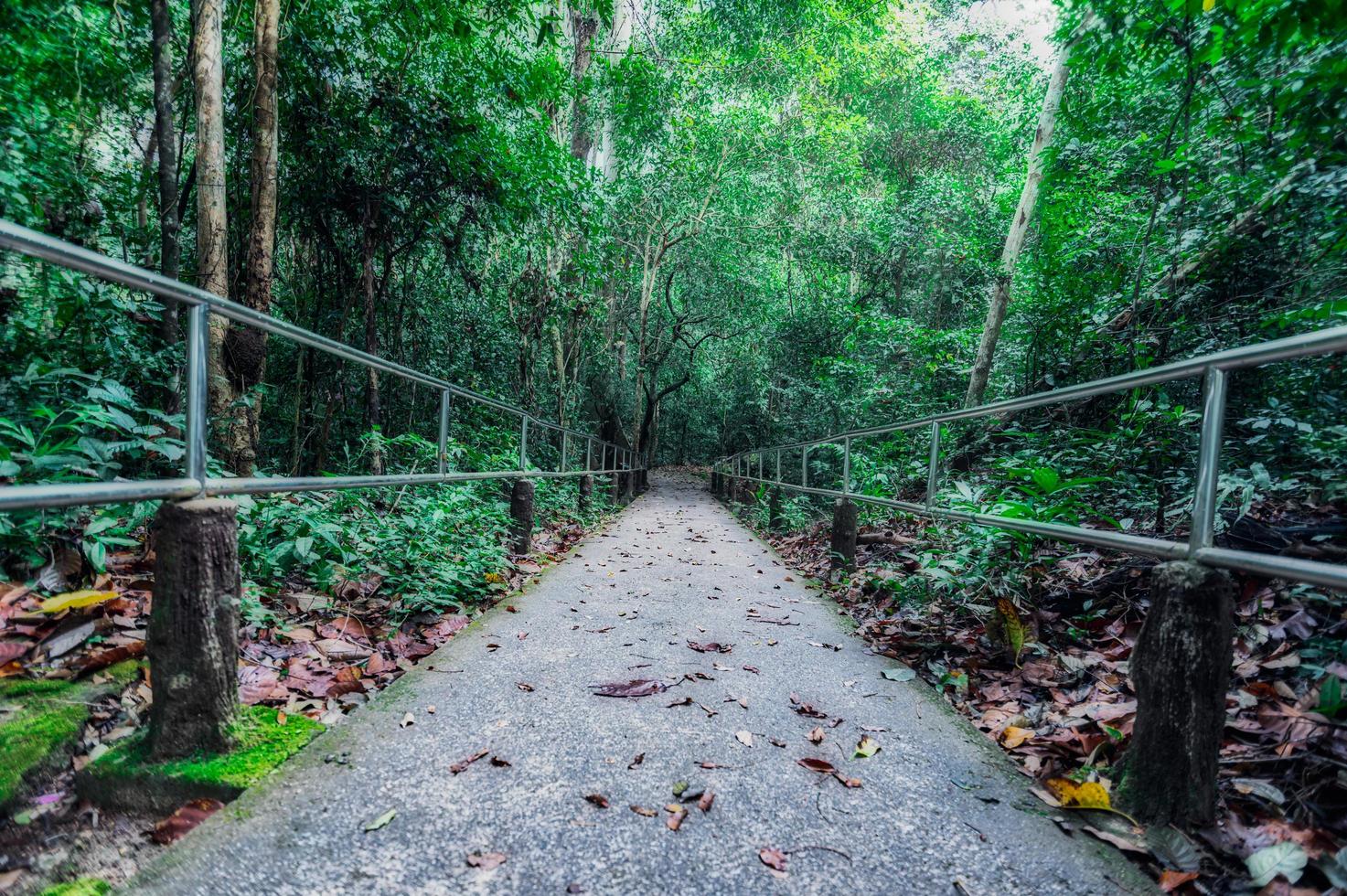 gångväg i den tropiska skogen foto