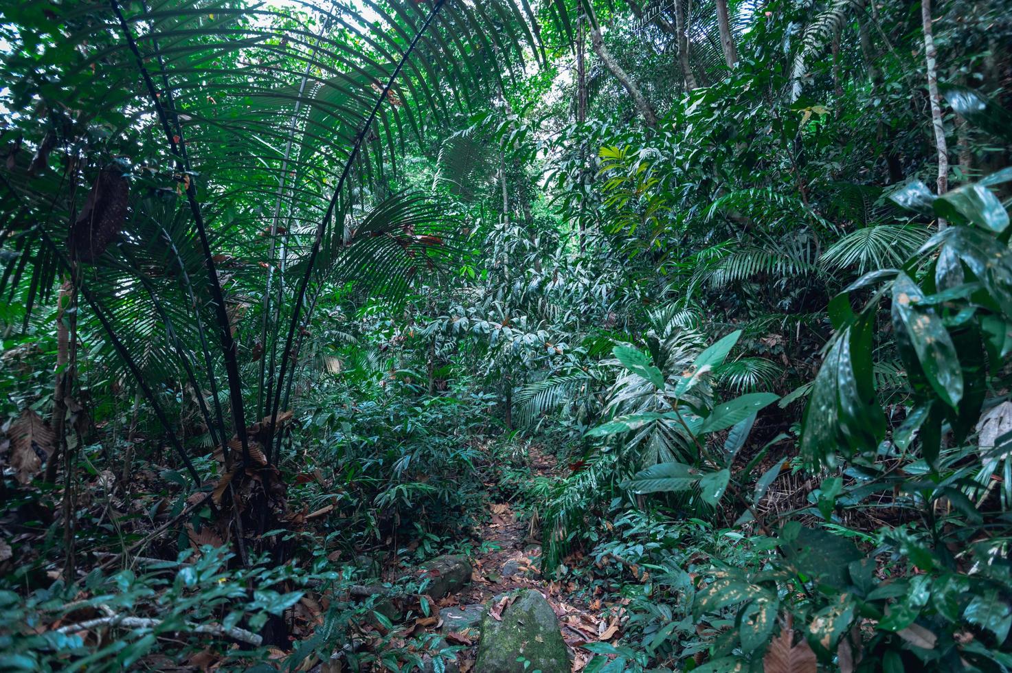 frodig tropisk skogsvegetation foto