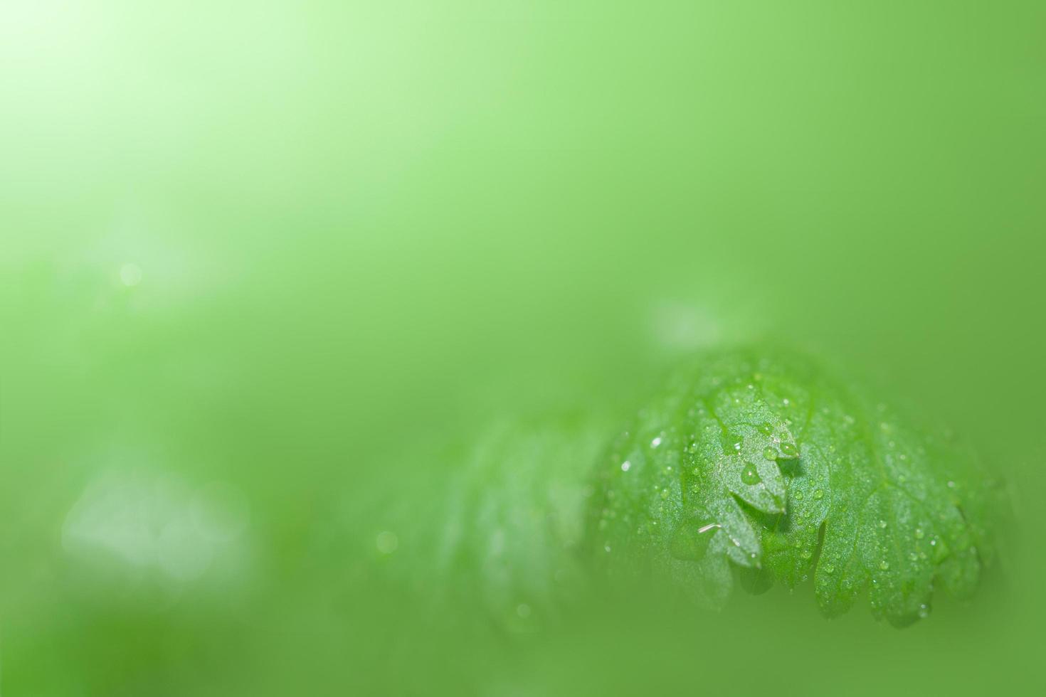 grönt blad bakgrund, närbild foto