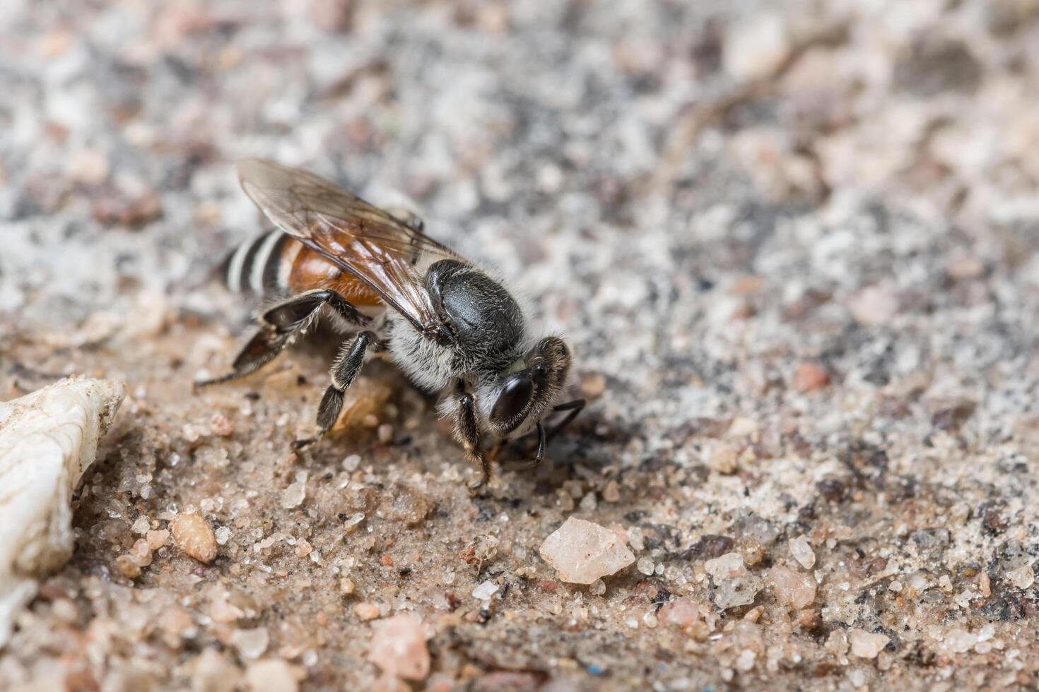 bi utfodring på marken foto