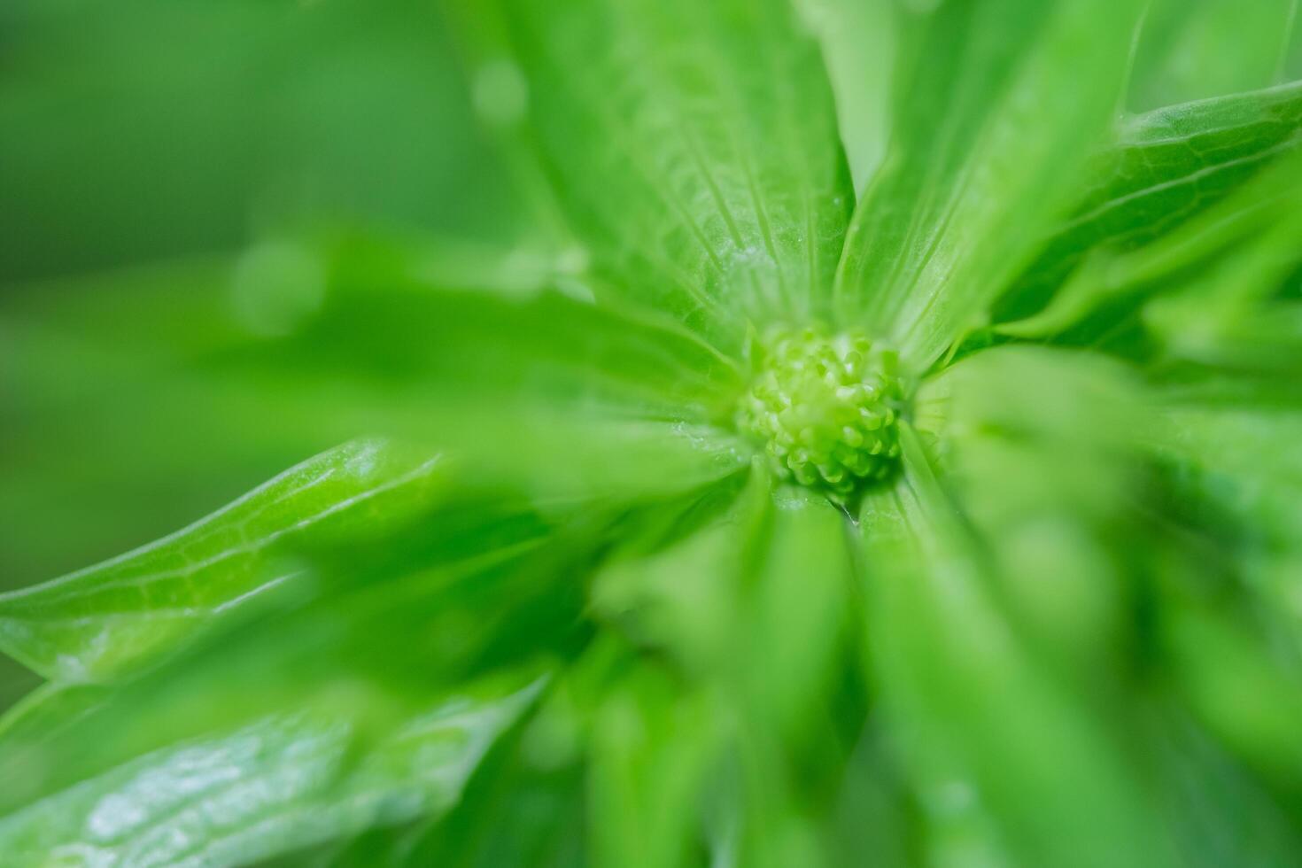 grönt blad bakgrund, närbild foto