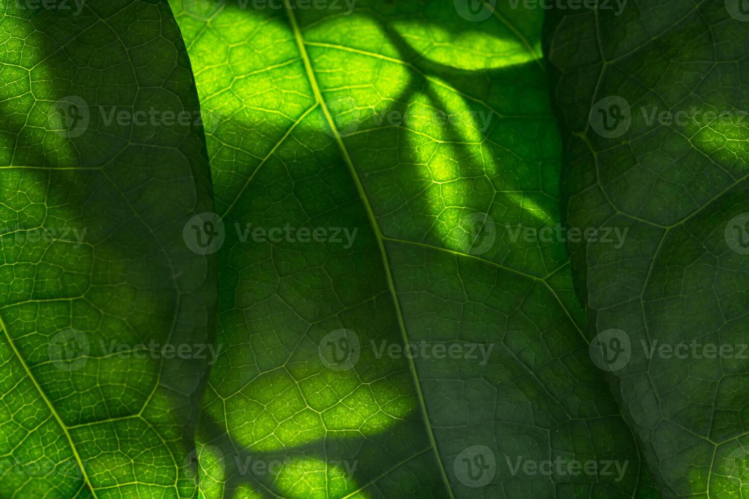 grönt blad bakgrund foto