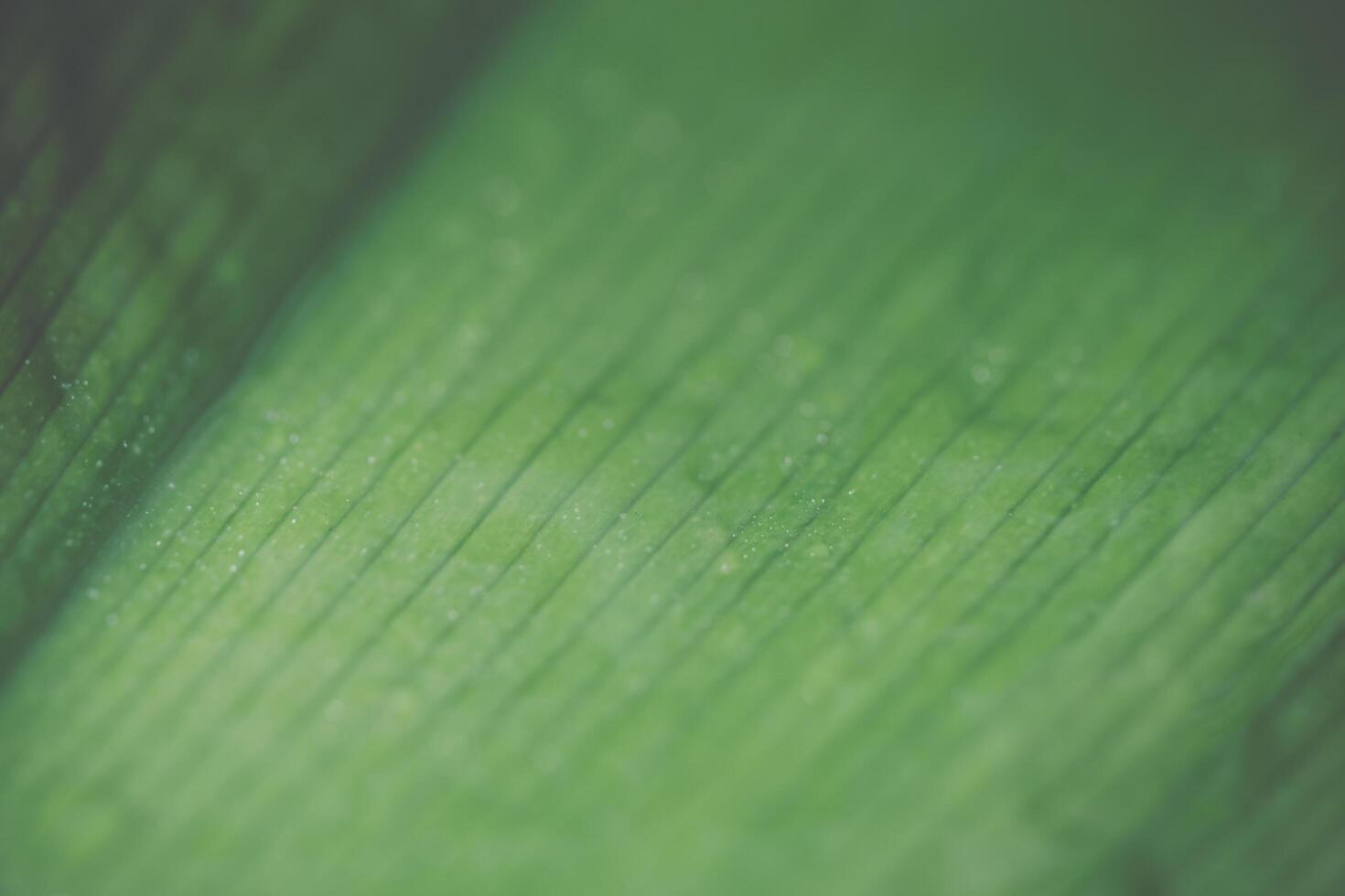 grönt blad bakgrund, närbild foto