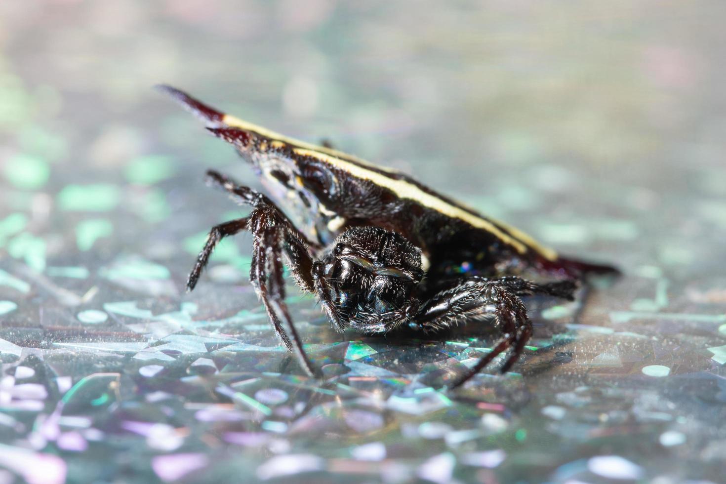 makro bakgrund spindel foto