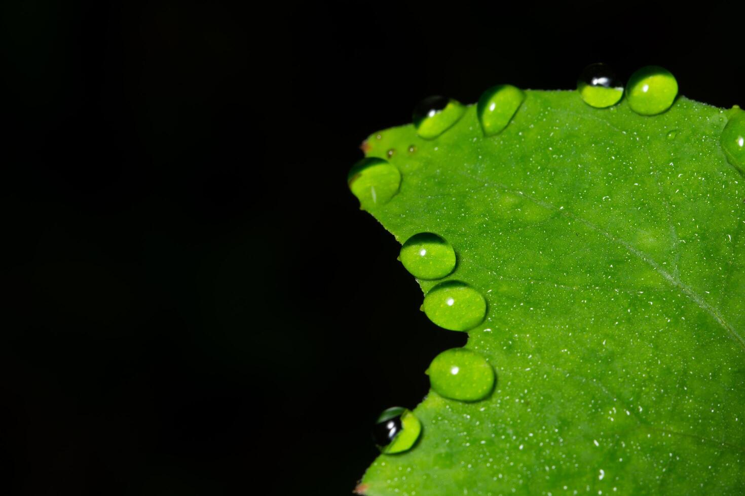 grönt blad bakgrund foto