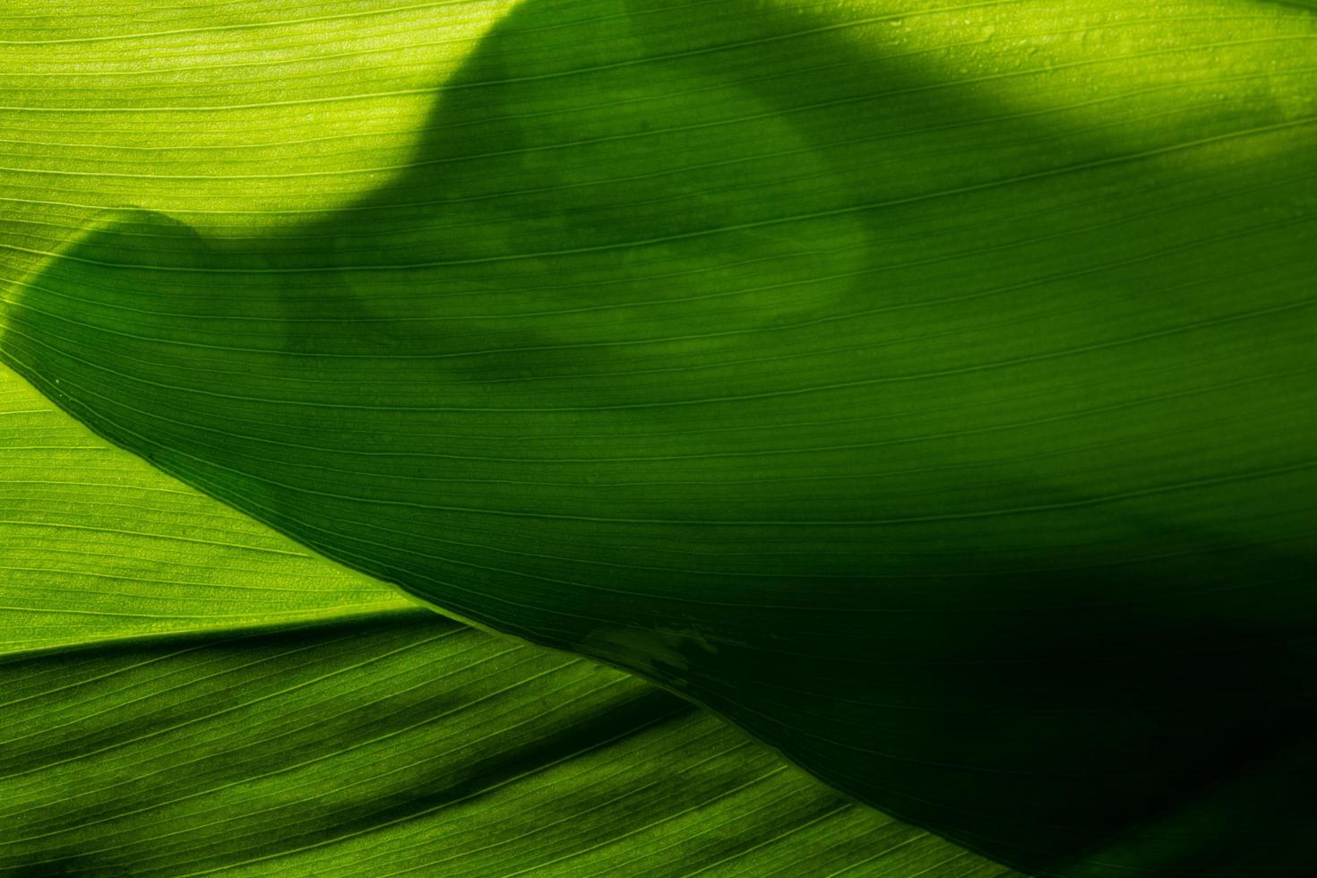 grönt blad bakgrund foto