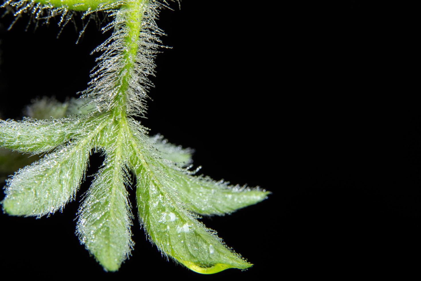 grön växt på svart bakgrund foto