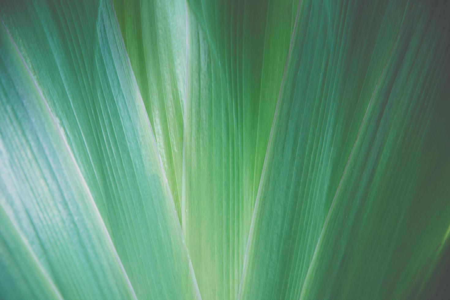 grönt blad bakgrund, närbild foto