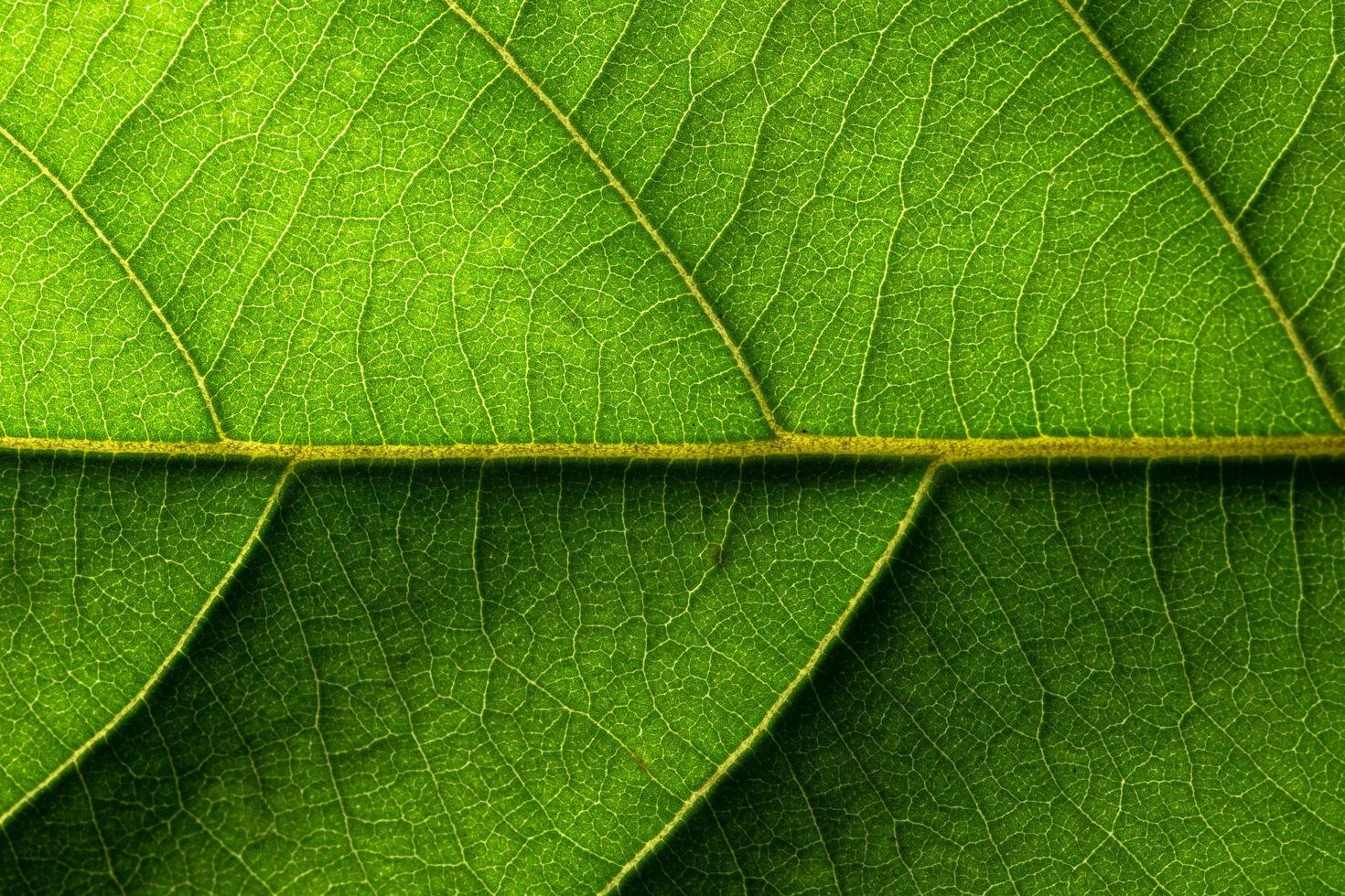 grönt blad bakgrund, närbild foto