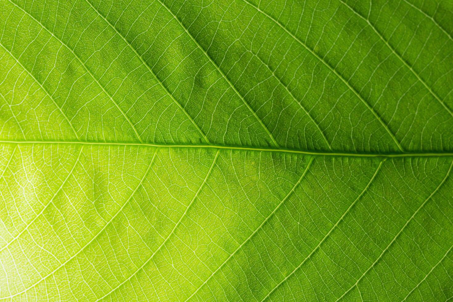 grönt blad bakgrund, närbild foto