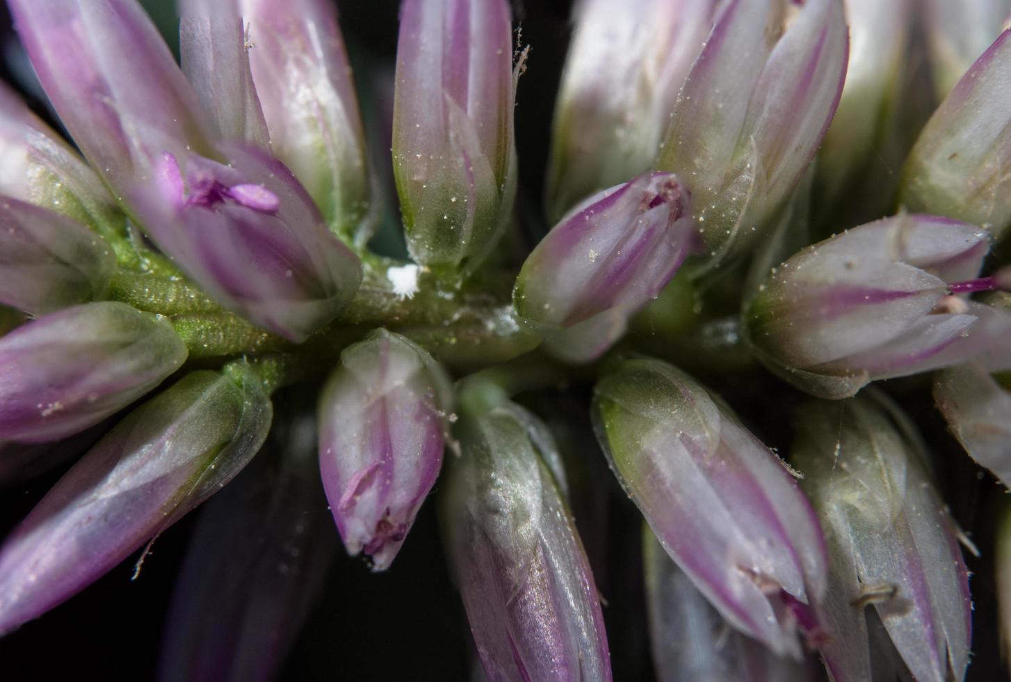 vildblomma, närbildfoto foto