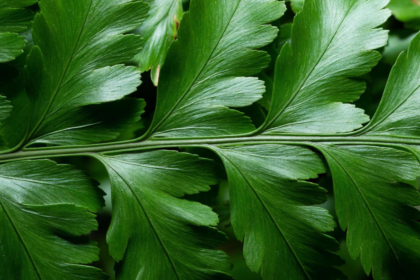 grönt blad bakgrund, närbild foto