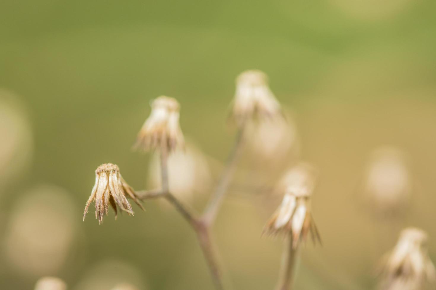 vildblomma, närbildfoto foto