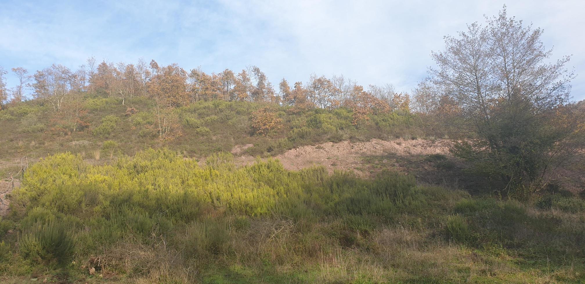 naturliga landskap skog foto