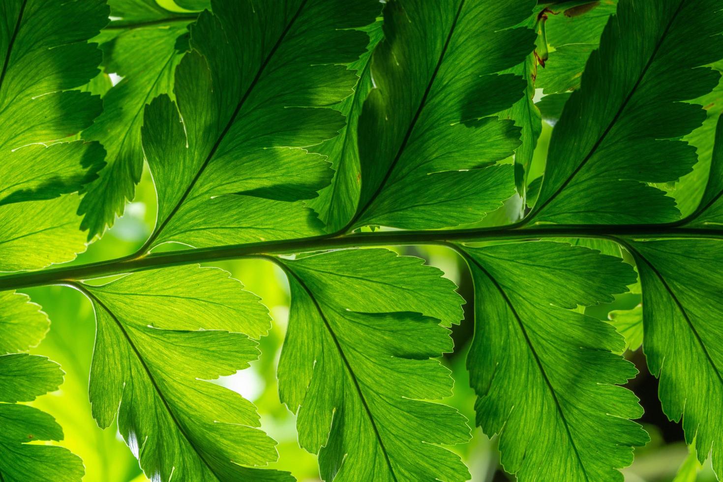 grönt blad bakgrund, närbild foto