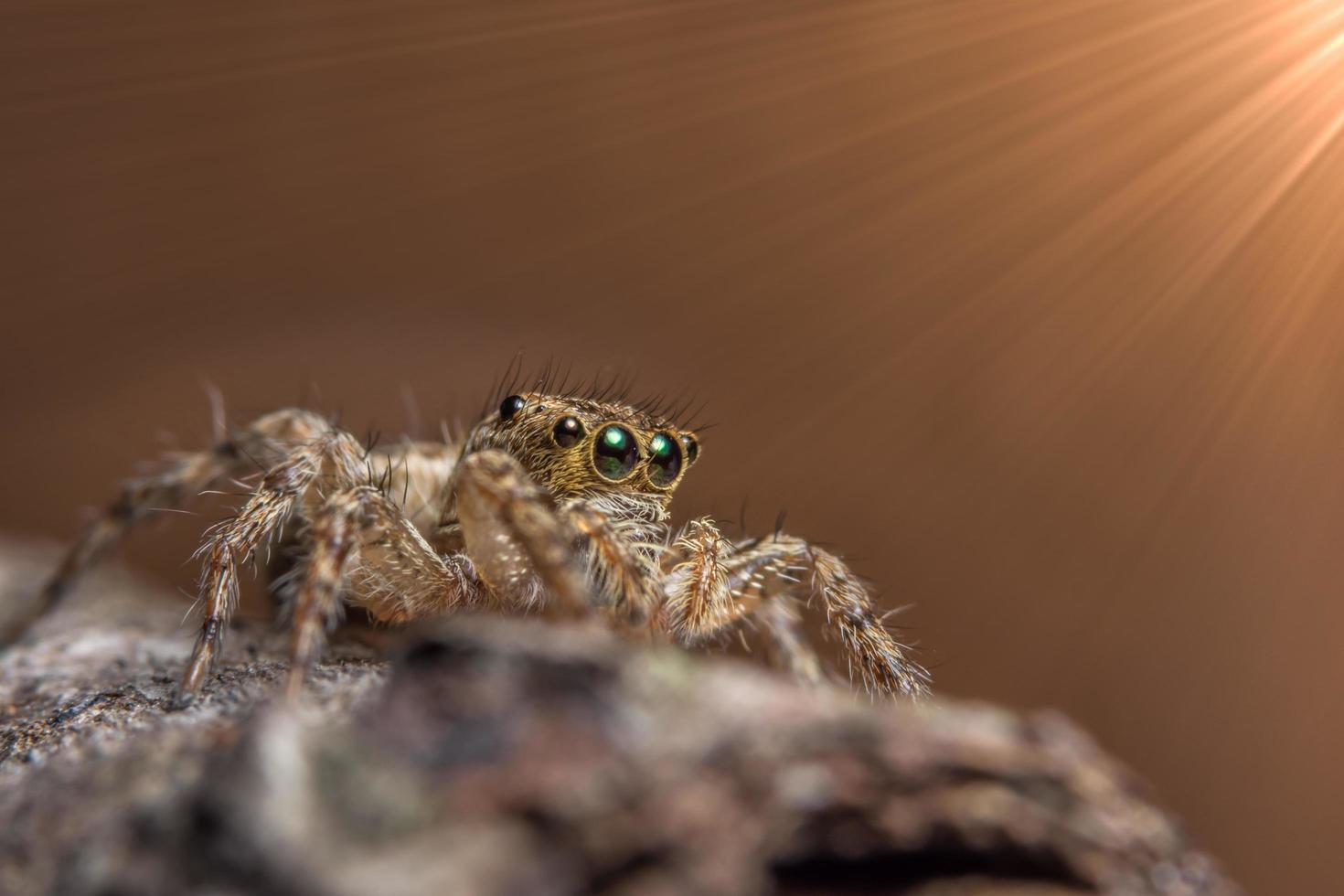 spindel, närbild foto