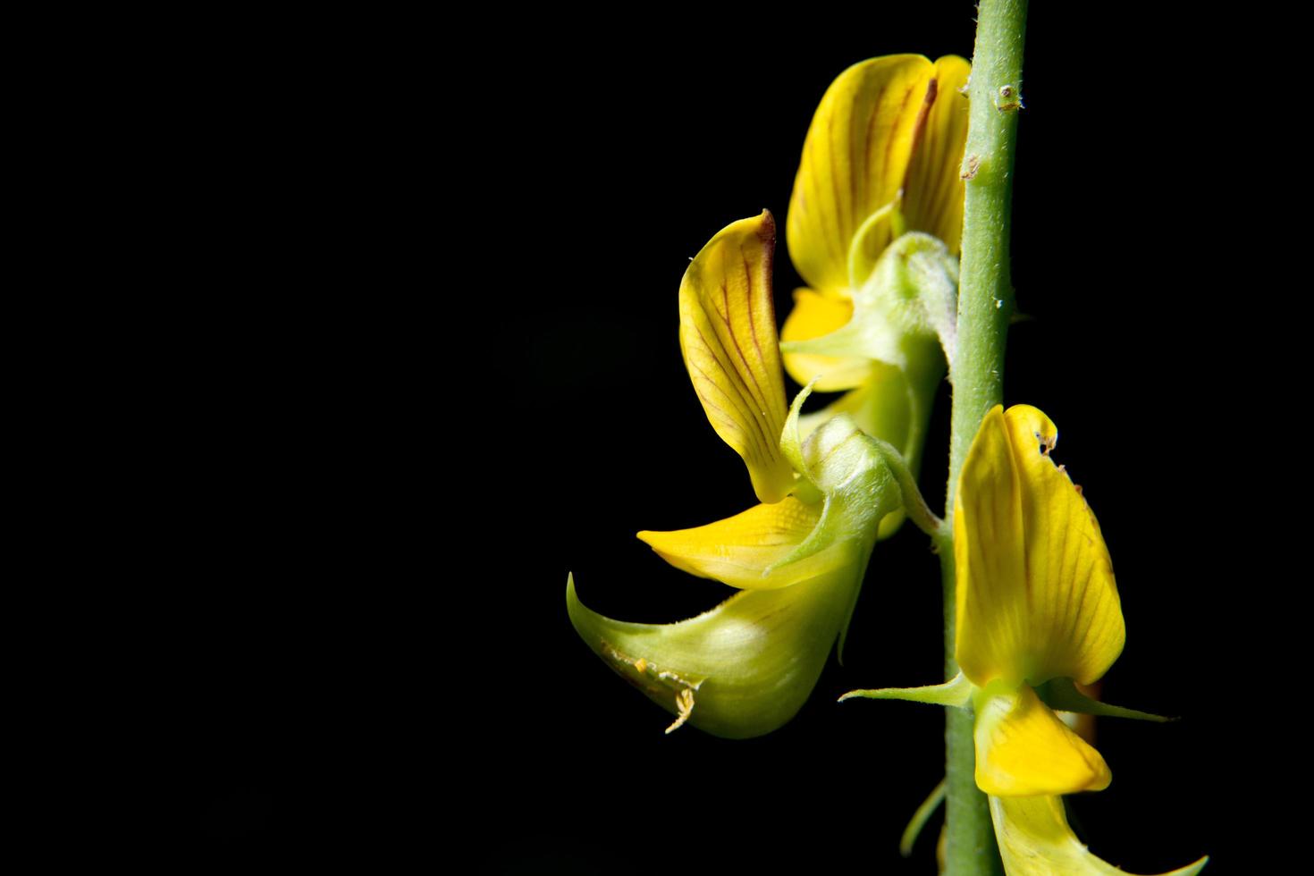 gul blomma, närbildfoto foto