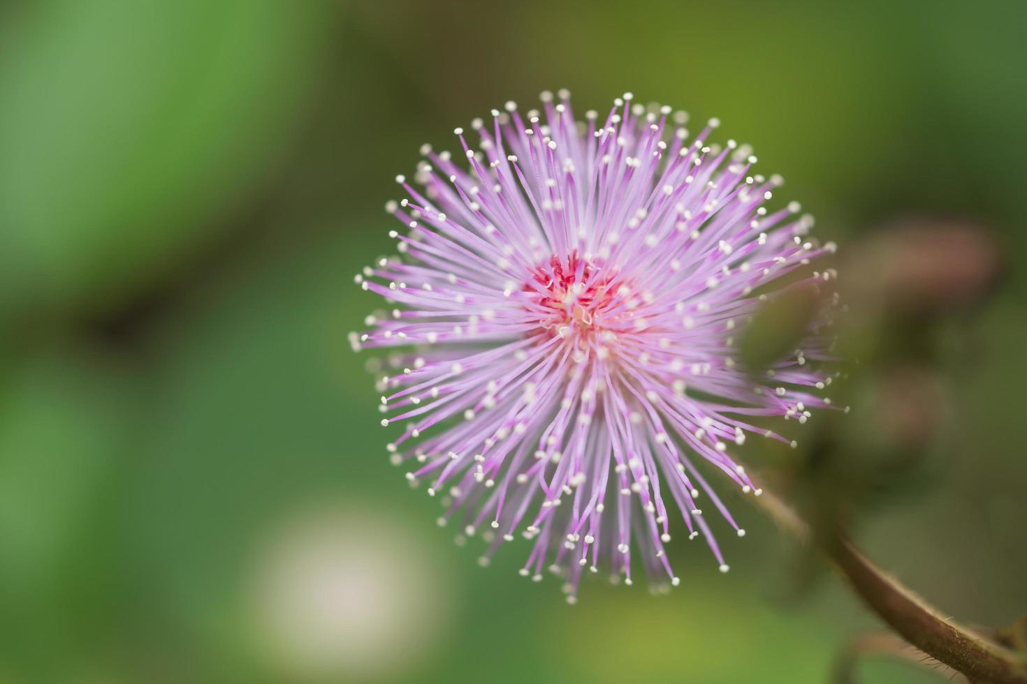 violett blomma, närbildfoto foto