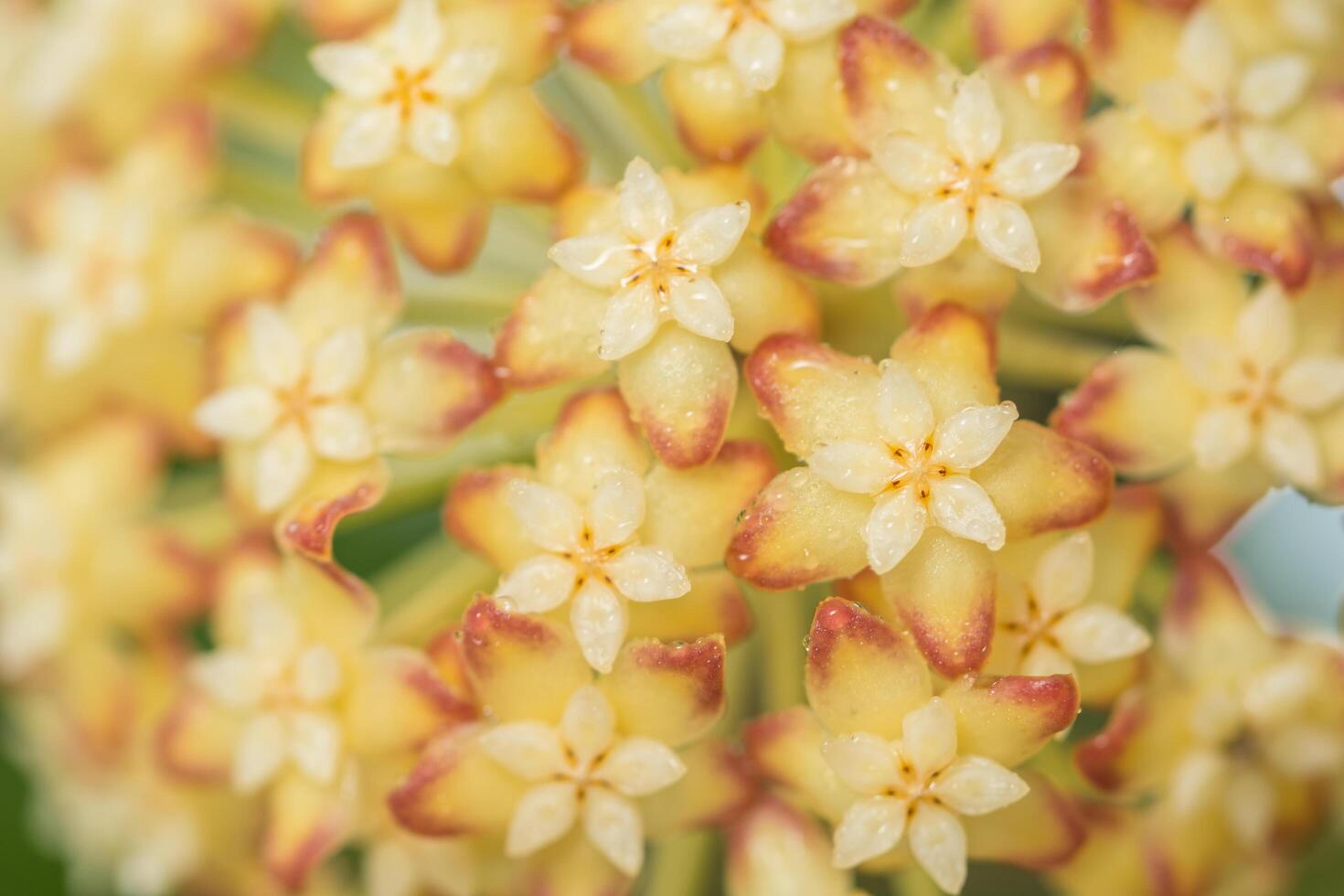 hoya blommor, närbild foto