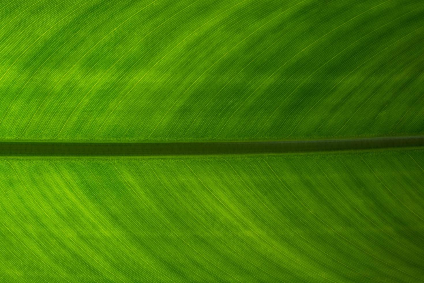 grönt blad bakgrund foto