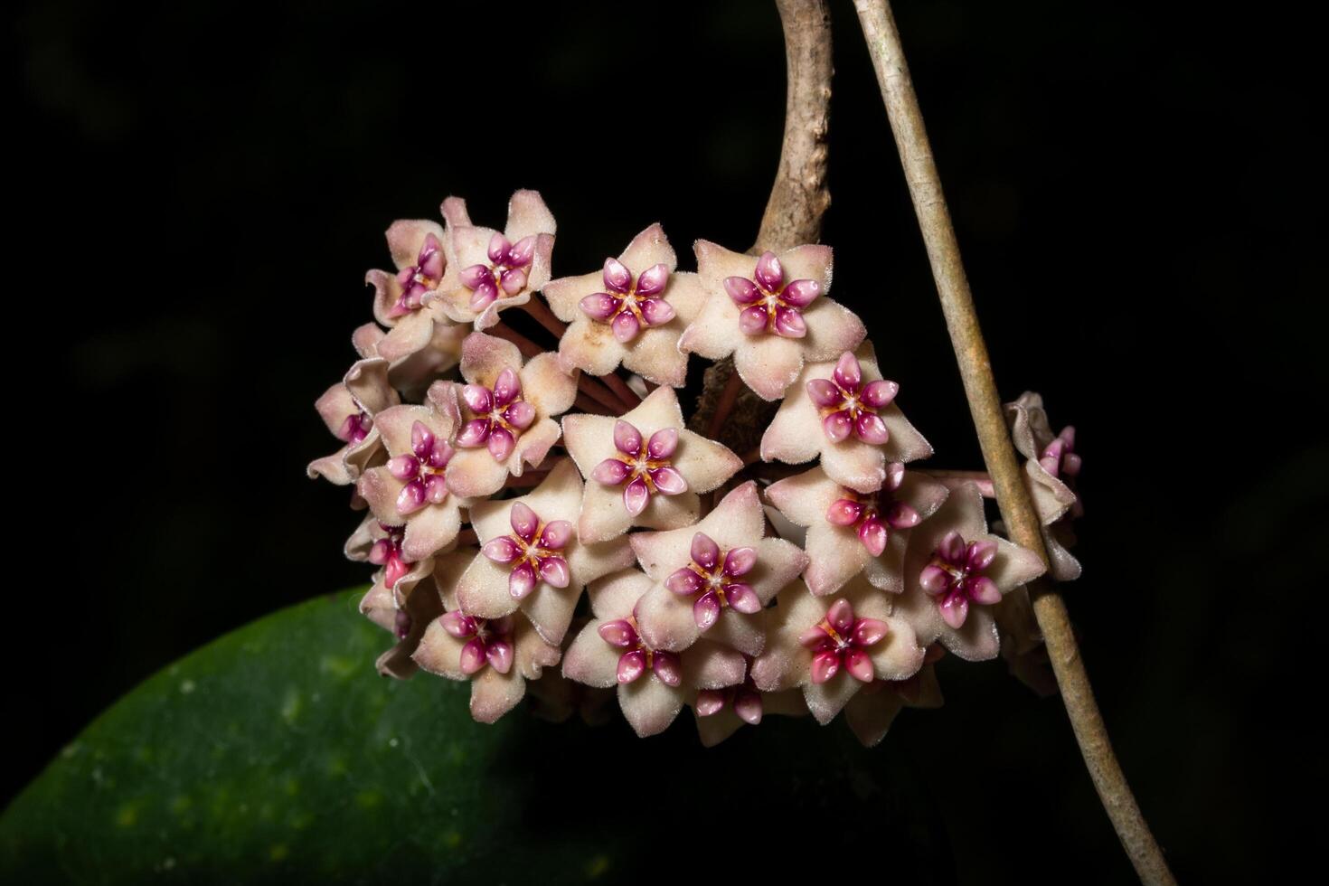 hoya blommor, närbild foto