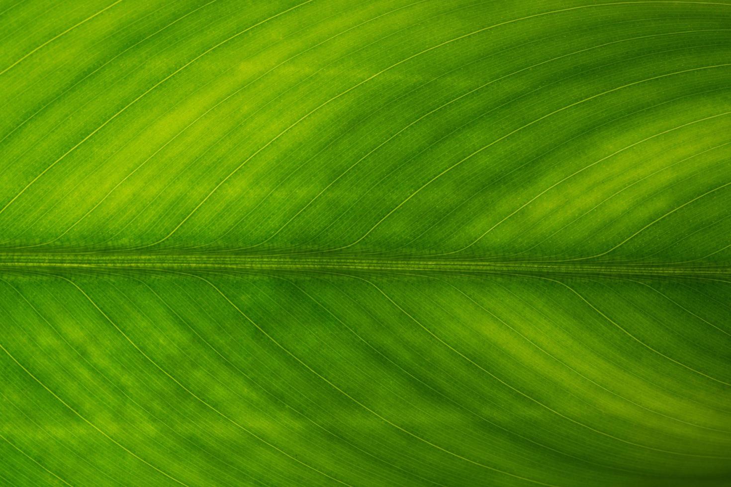 grönt blad bakgrund foto