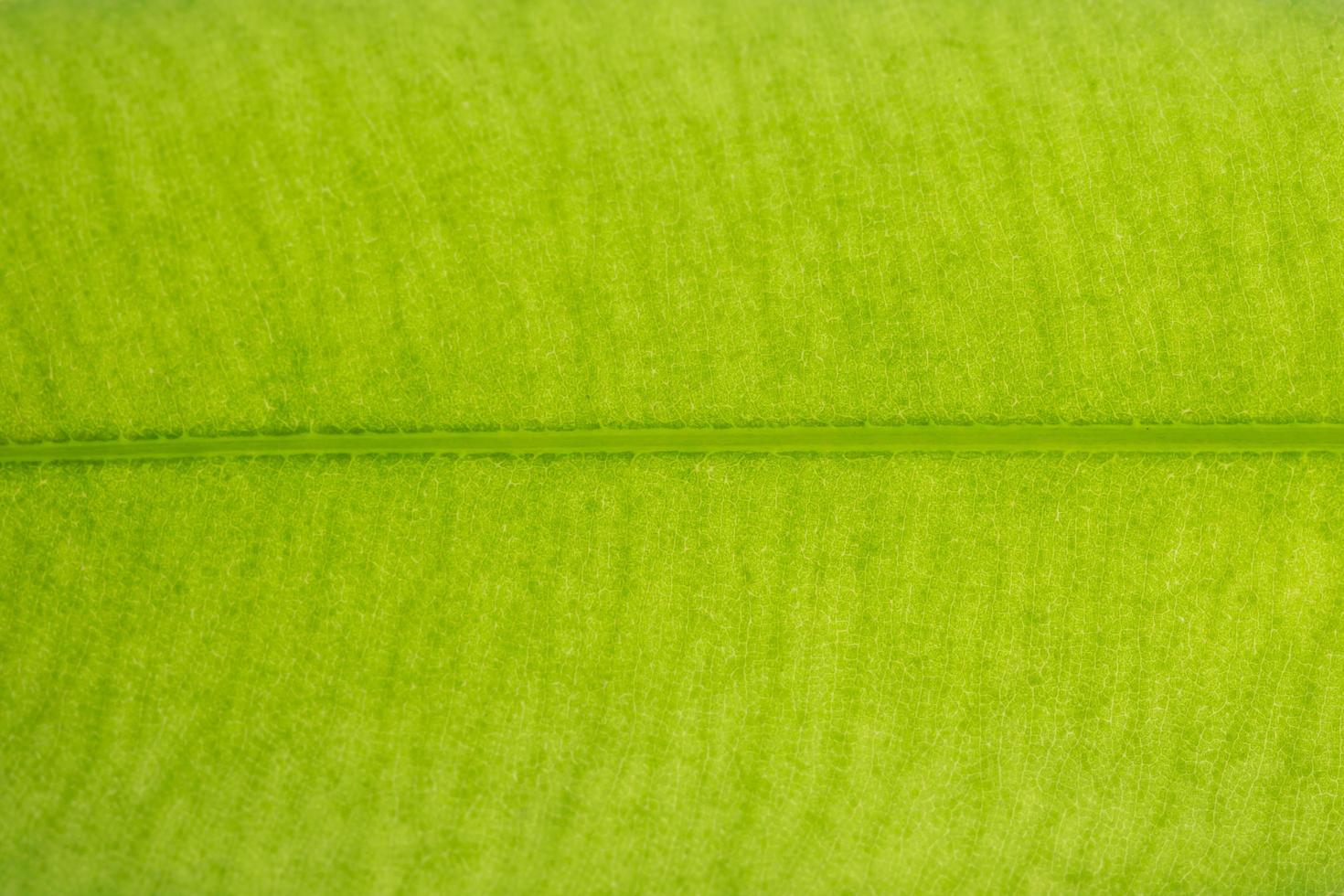 grönt blad bakgrund foto