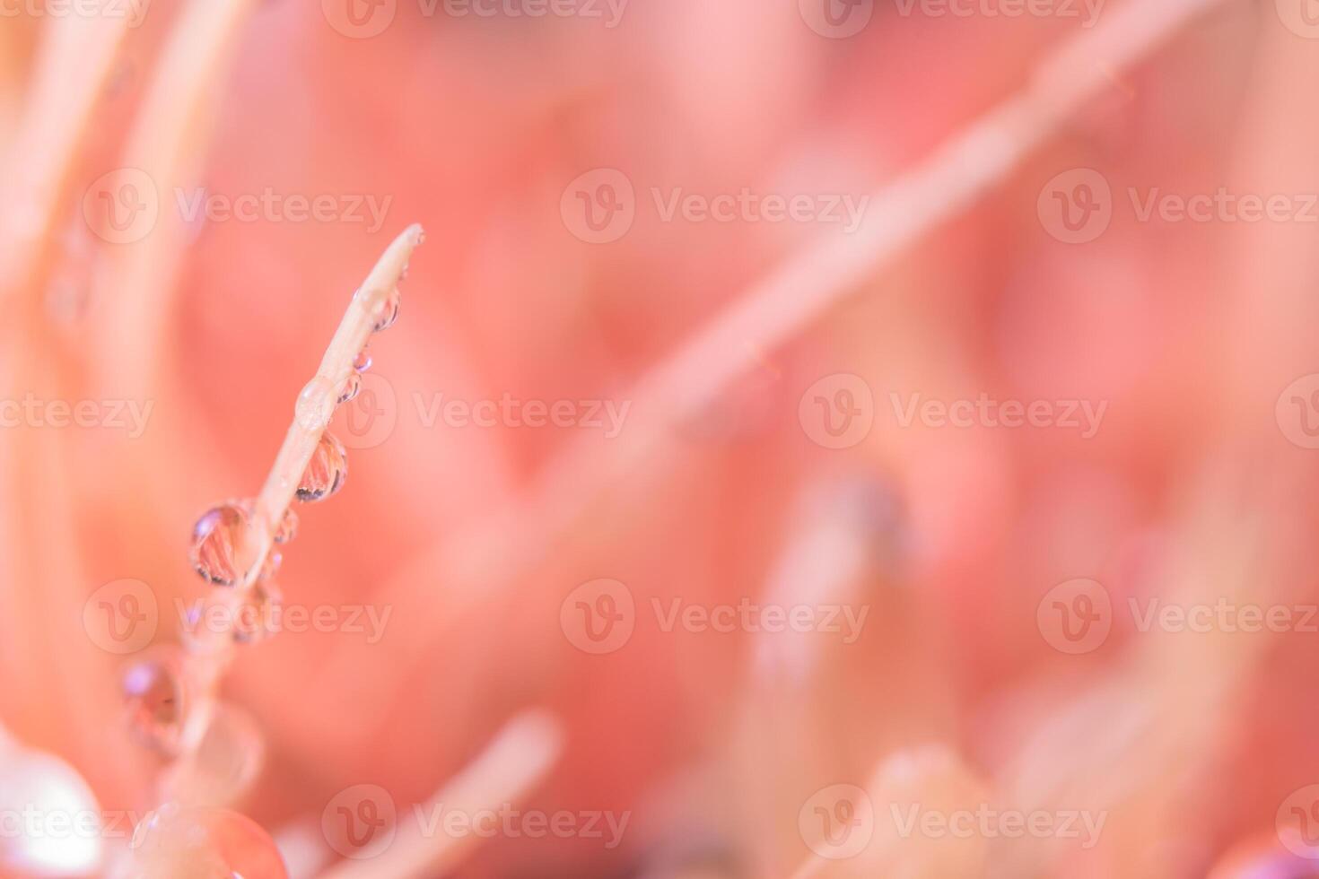 vattendroppar på blomblad foto