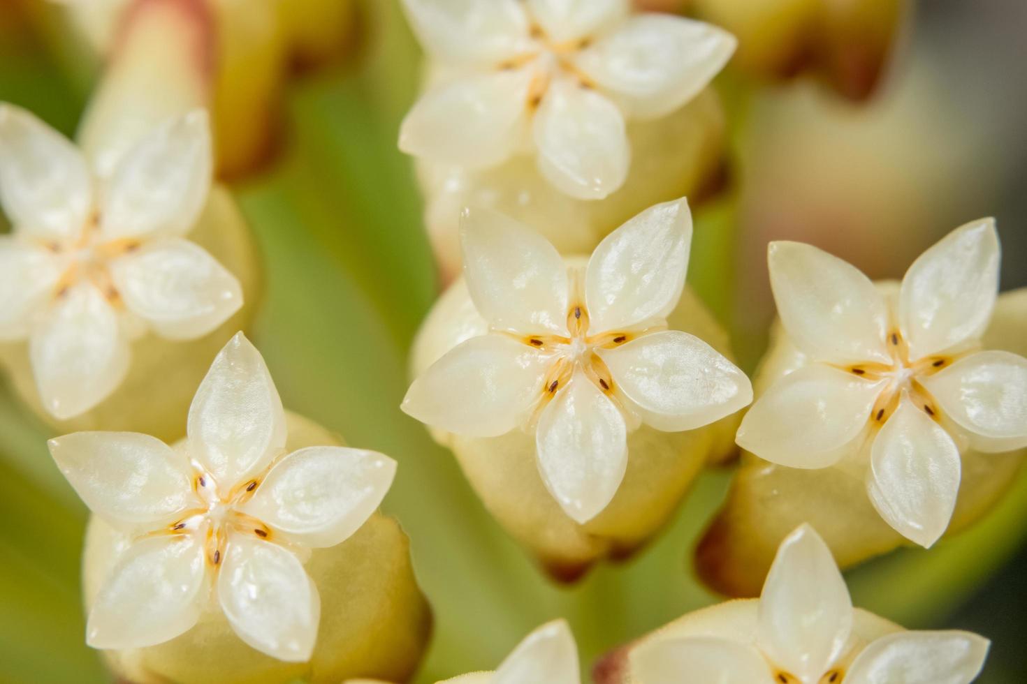 vit blomma, närbildfoto foto