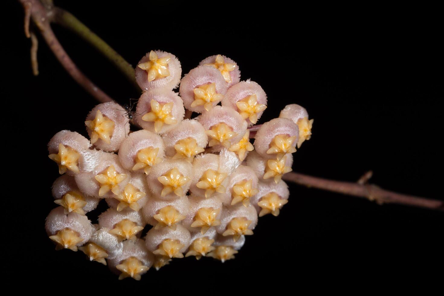 hoya blommor, närbild foto