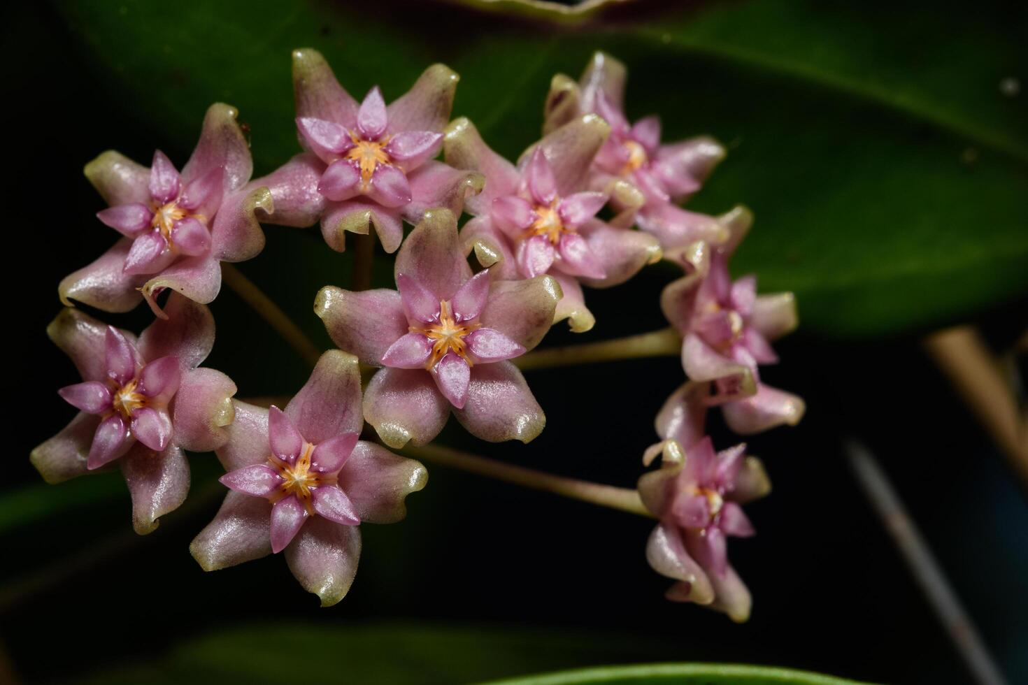 hoya blommor, närbild foto