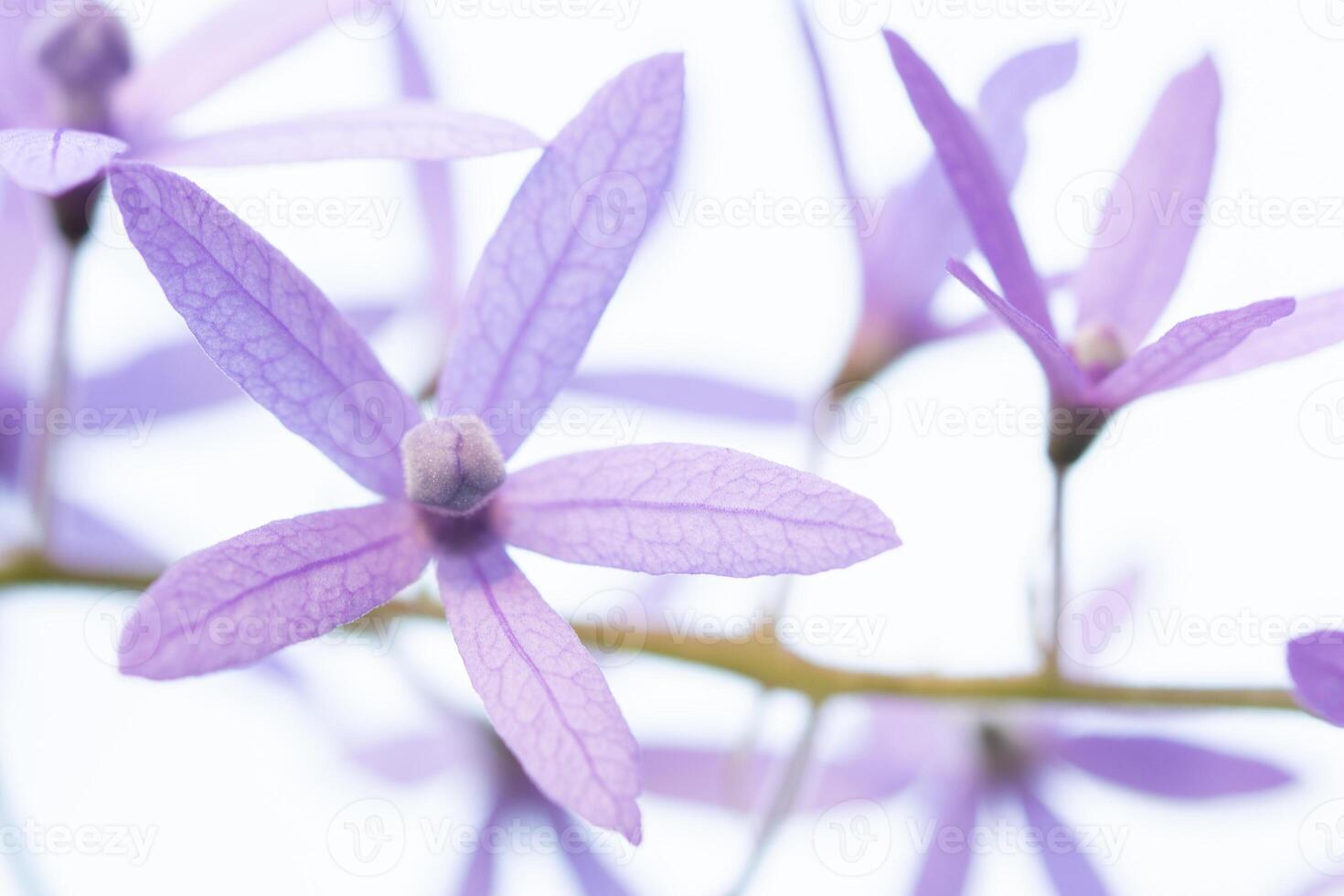 blomma närbild bakgrund foto