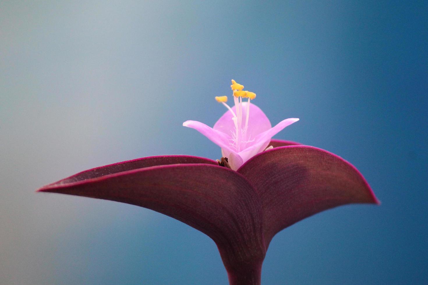 vacker orkidé i blom foto