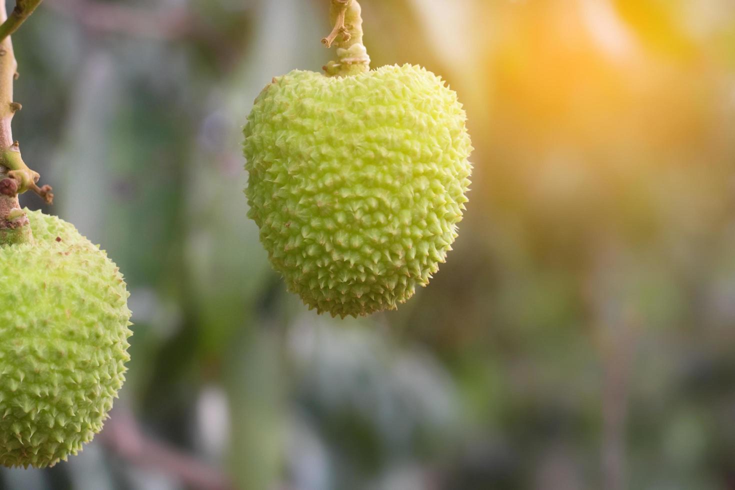 närbild av grön litchi foto