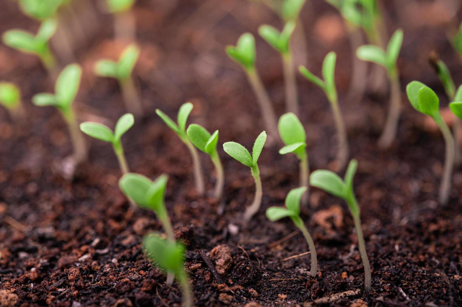 plantor i en planteringsbricka foto