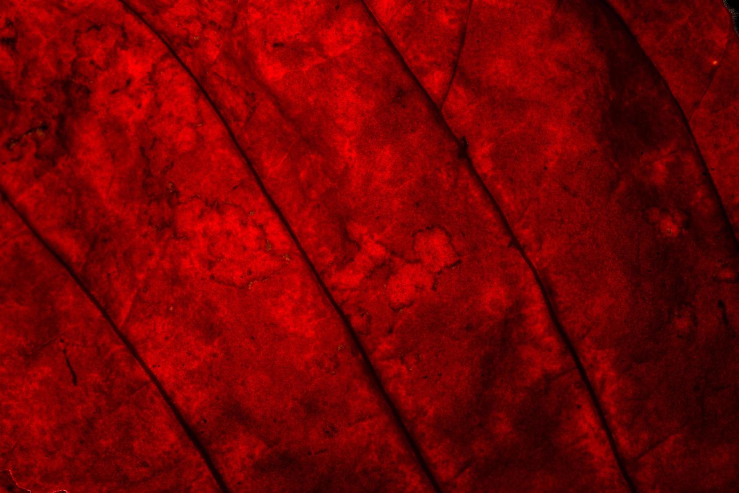 röda blad närbild foto