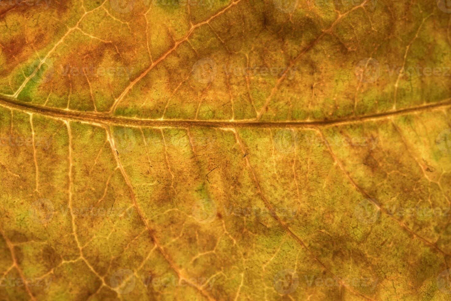 bakgrundsstruktur av ett blad foto