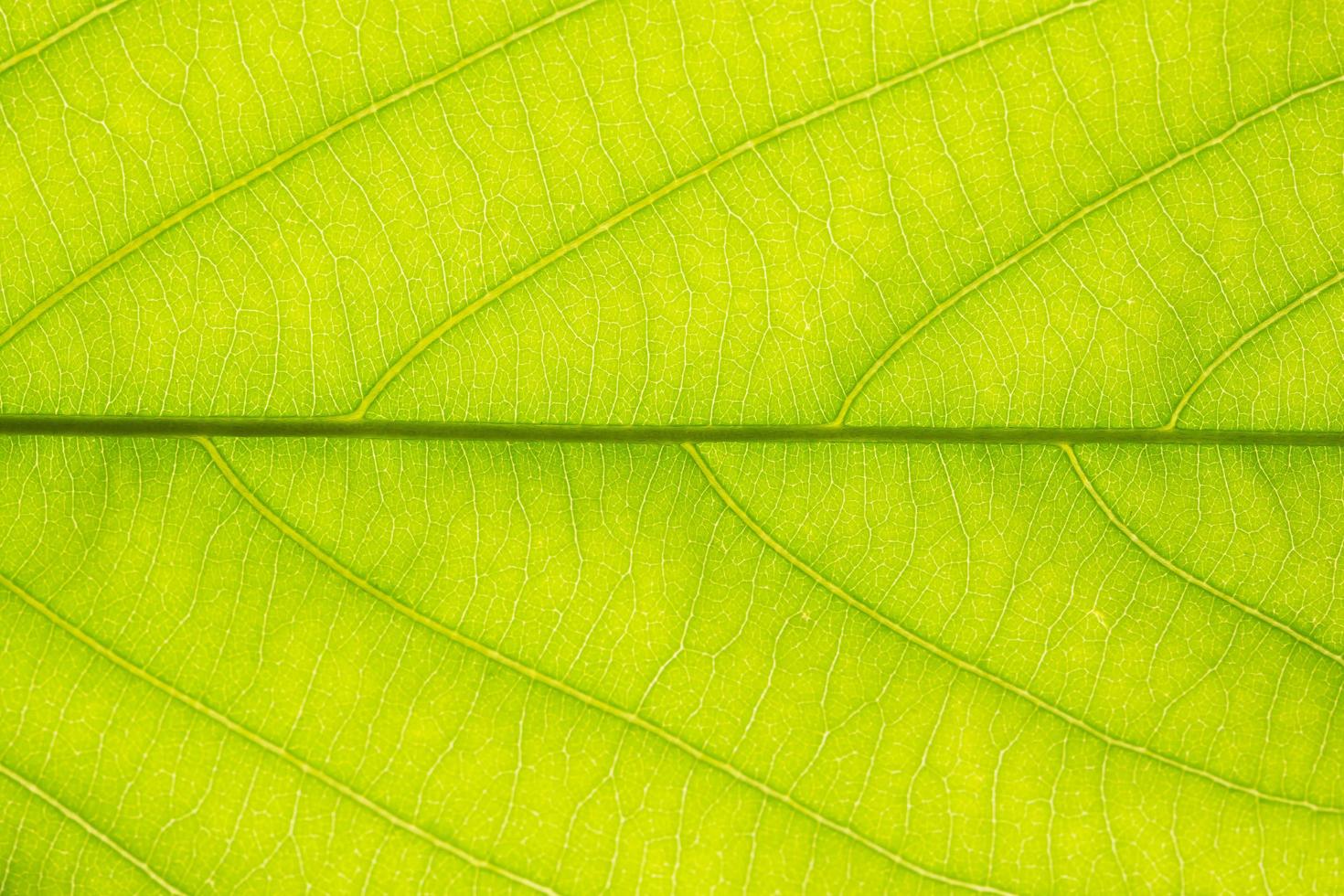 närbild av ett grönt blad foto