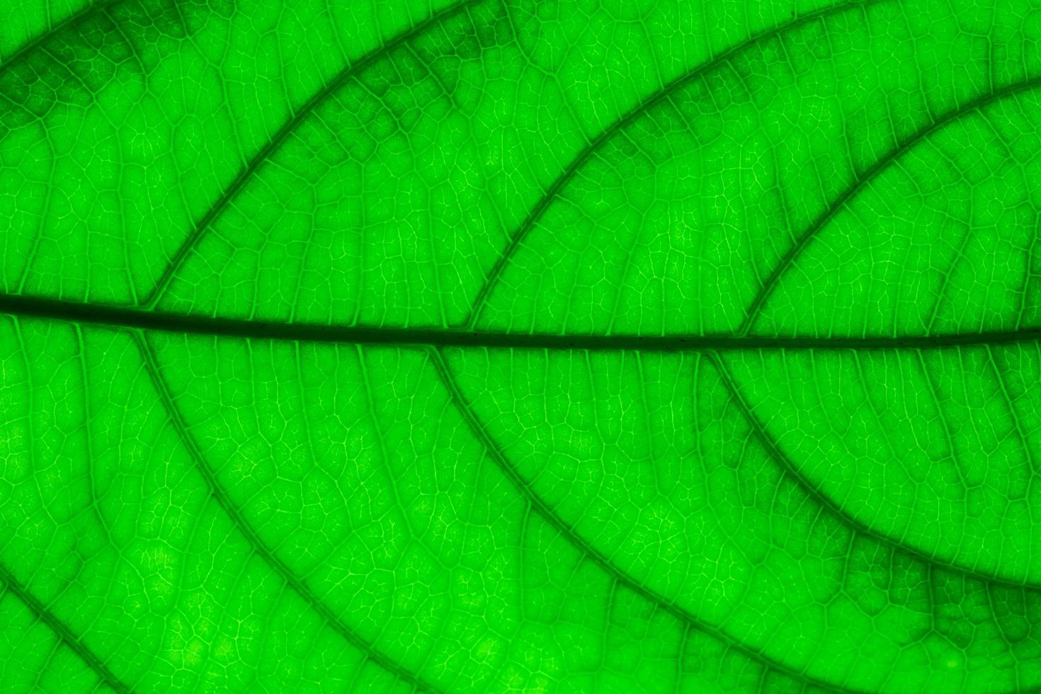 närbild av ett grönt blad foto