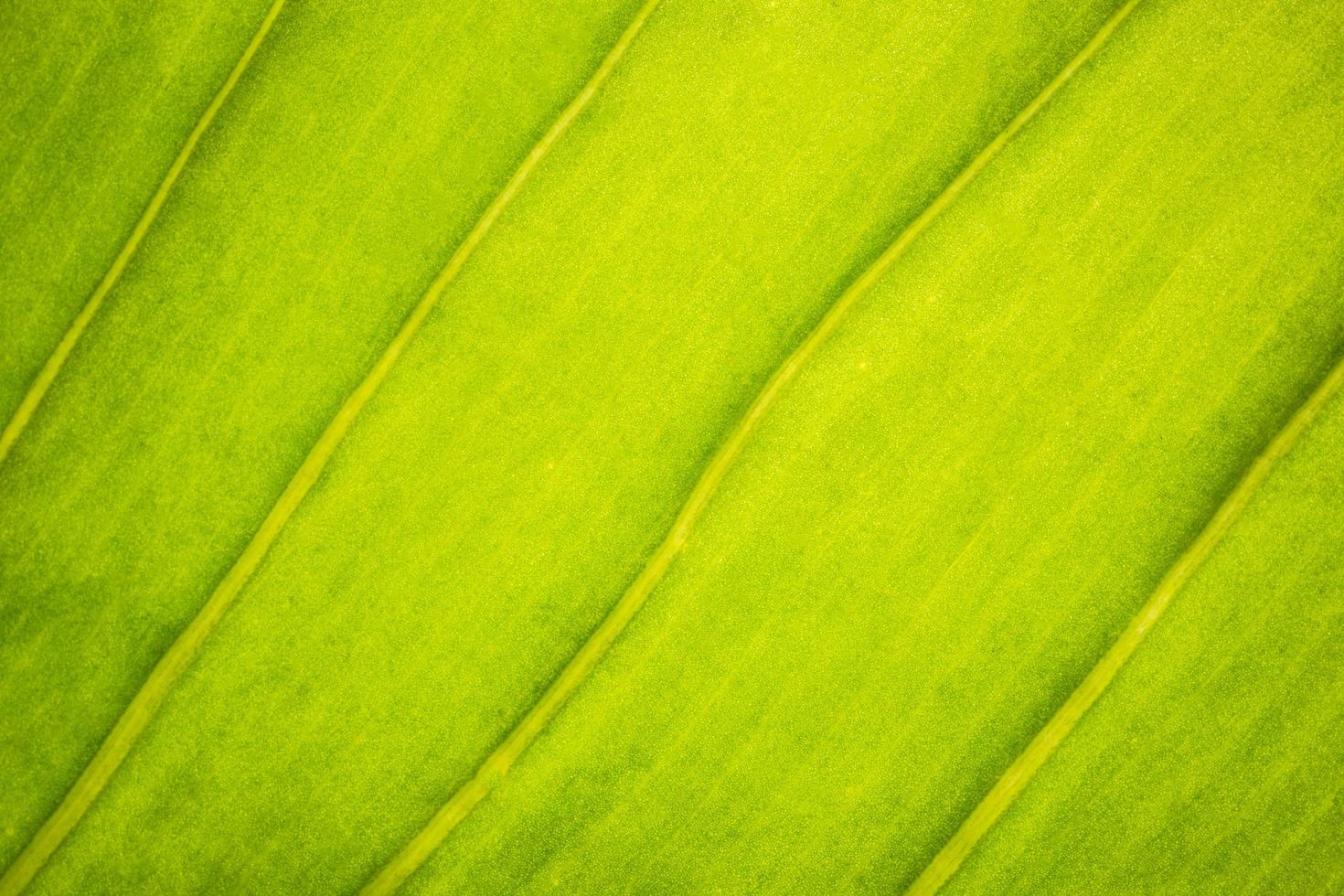 grönt bladmönster foto