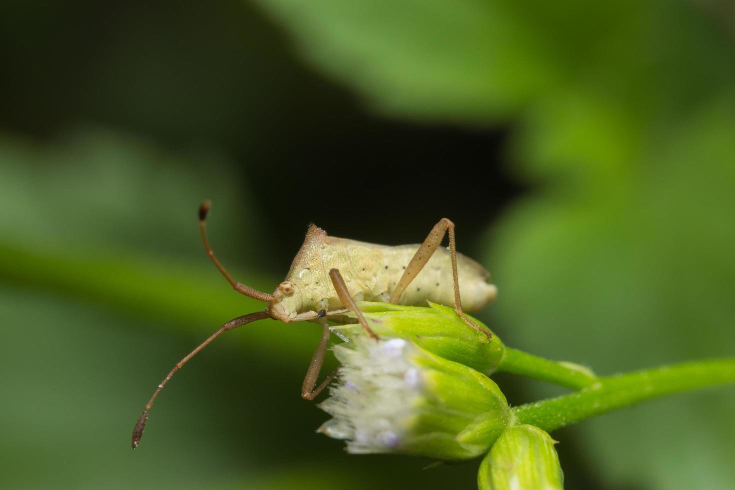 brun mördare bug på en blomma foto